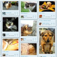 Котики и песики осваивают "фейсбук" для животных