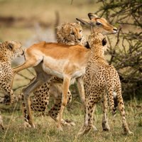 Foto: Gepardu māte bērnus māca nokost antilopi