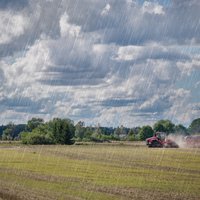 Lietus kaitē jaunās ražas novākšanai, zemnieki bažīgi par graudu cenām