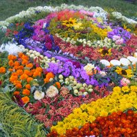 Arī Vijciemā tapis ziedu paklājs