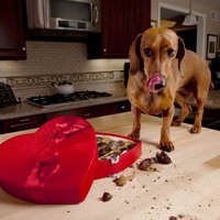 Kāpēc šokolāde suņiem ir kaitīga?