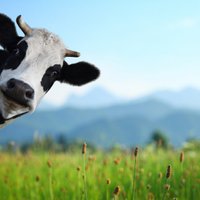 Заблудившуюся болгарскую корову уберегли от смертной казни