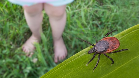 ērces, ērce, vakcinācija pret ērču encefalītu, zāle, pļava