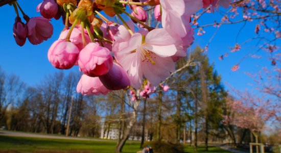 Foto: Pārdaugavā rāmi plaukst sakuras