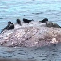 Baikāla ezerā masveidā mirst roņi