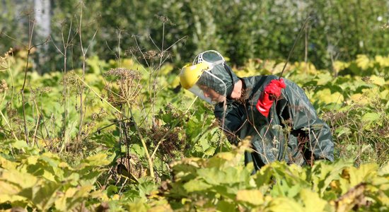 Latvānis un zeltslotiņa pusdienās, tējā un kosmētikā? Ko iesākt ar invazīvajiem augiem