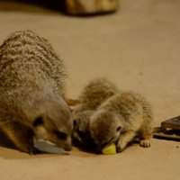 Video: Rīgas zoodārza surikatu saimei pievienojušies divi žiperīgi zvēriņi