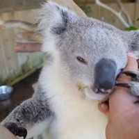 Video: Koalu lācēns Austrālijā samīļo kopēja roku