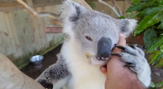 Video: Koalu lācēns Austrālijā samīļo kopēja roku