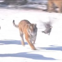 Aizraujošs video: Tīģeri Ķīnā ķersta dronu