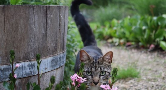 Speciālista vietā augi. Kas ir terapeitiskie dārzi, un kā tie uzlabo garīgo veselību