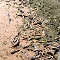 Saulkrastu pludmalē izskaloti tūkstošiem mirušu grunduļu