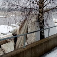 Foto: Kurš kuru – Daugavas ledus pret bērziem Jēkabpilī