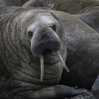 ВИДЕО. На Лиепайском пляже гостил морж: специалисты призывают к нему не приближаться