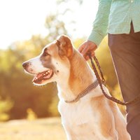 Četri iemesli, kāpēc doties garās pastaigās ar savu suni