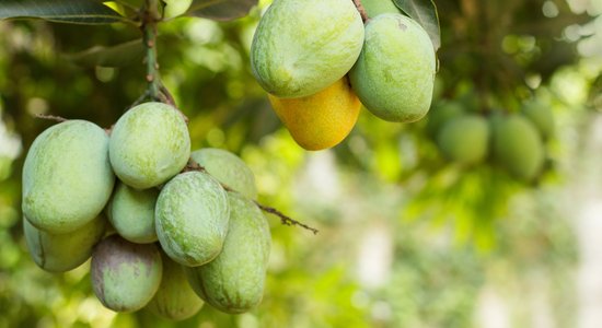 ФОТО. Божественно сладкий фрукт манго — где и как его выращивают?