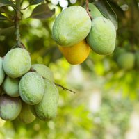 Dieva auglis mango – kā tas aug tālajās zemēs