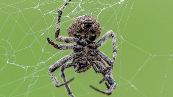 Araneus ventricosus, zirneklis