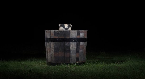 Fotogrāfs iemūžina zvērus, kas naktīs snaikstās pa pagalmu