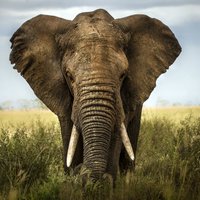 Mūsdienu dinozauriem draud iznīcība – Āfrikas ziloņu skaits dramatiski samazinās