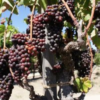 Vēlo vīnogu šķirņu audzētājiem šogad var vispār nebūt ražas, bažīga asociācija