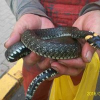 Рига: мужчина ехал в трамвае с живой змеей