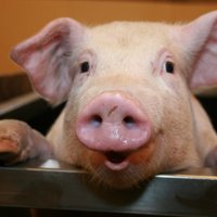 Российские запреты не испугали латвийских свиноводов