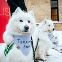 В детской больнице появится "лапотерапия". Что умеют четвероногие терапевты?