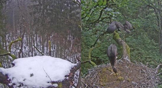 Pārmaiņas melno stārķu ligzdā Zemgalē – nolūzis putnu iecienītais zars