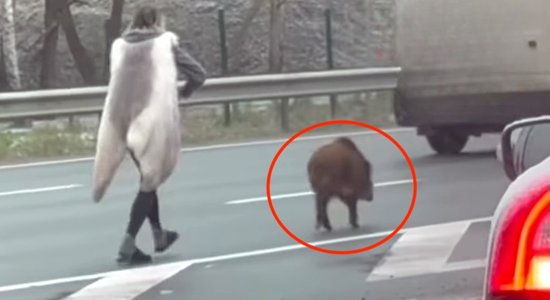 Video: Jau atkal pa Jūrmalas šoseju joņo mežacūka