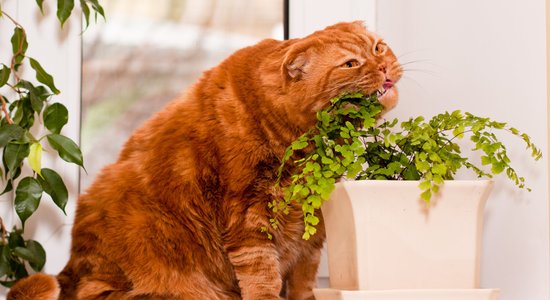 Животные-веганы. Почему все больше собак и кошек перестают есть мясо