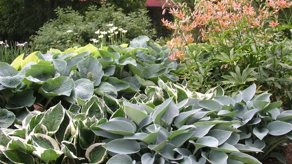 4.. Hostas ar martagonliliju 'Early Bird'