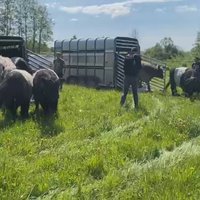 Jelgavas mobilā ganāmpulka galvenais uzdevums – kārtīgi ēst