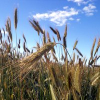 G7 и страны ЕС намерены помочь Украине с экспортом зерна