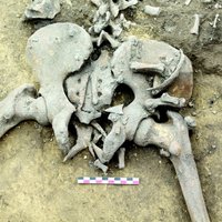 Francijā atrod 6000 gadus sena slaktiņa upurus