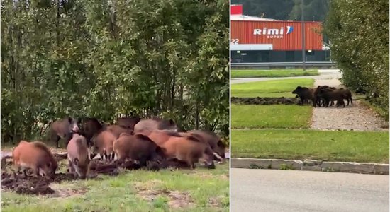 ВИДЕО: в Марупском крае замечены стада кабанов. Опасно ли это и как себя вести при встрече?