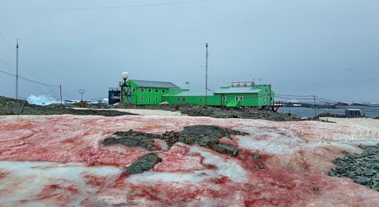 Skats kā pēc slaktiņa: kas sniegu Antarktikā iekrāsojis asinssārtu