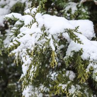 No skujeņiem smagā sniega kārta obligāti jāpurina nost, atgādina dārzkopji