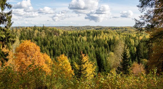 В Латвии резко сократилось количество сделок с лесом и сельхозземлями