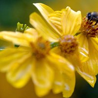 EP aicina atbalstīt biškopjus un cīnīties ar viltoto medu
