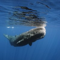 Kā jūras zīdītāji guļ zem ūdens?