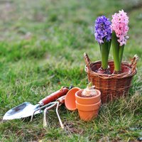 Kā uzglabāt hiacinšu sīpolus?