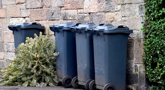 До конца января жители Риги и ее окрестностей могут подать заявку на бесплатный сбор рождественских елок
