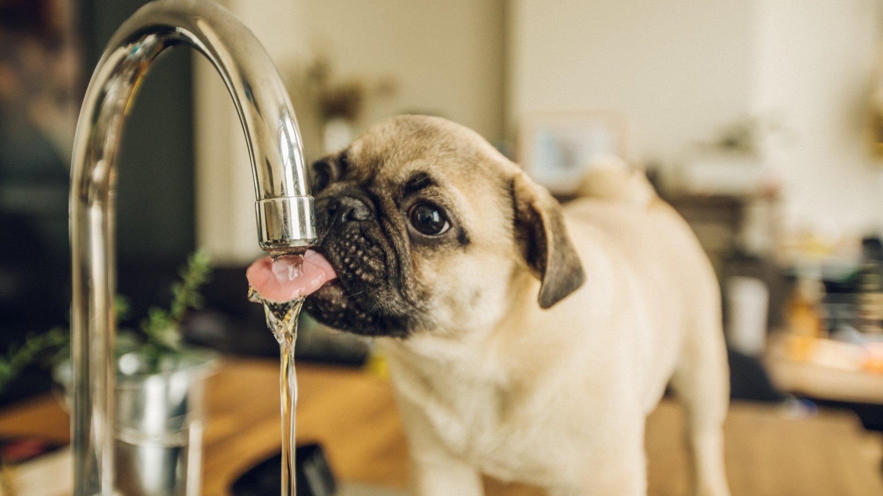 Turpinās Rīgas ūdensvadu skalošana: skars Čiekurkalna un Sarkandaugavas apkaimes