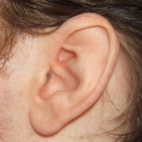 Ученые вырастили искусственное человеческое ухо