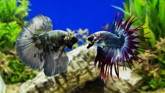 Zivs gailītis, Siāmas cīnītājzivtiņa, Betta splendens