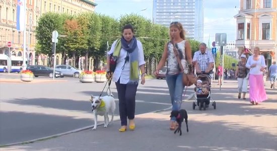 Video: Vai drīkst iet uz restorānu kopā ar suni?