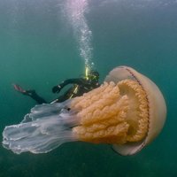 Neparasti kadri: Anglijas piekrastē iemūžināta gigantiska medūza