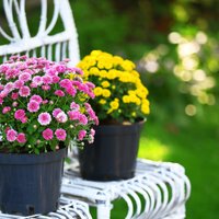 Цвести мы будем до конца: 11 прекрасных осенних цветов и растений для вашего сада