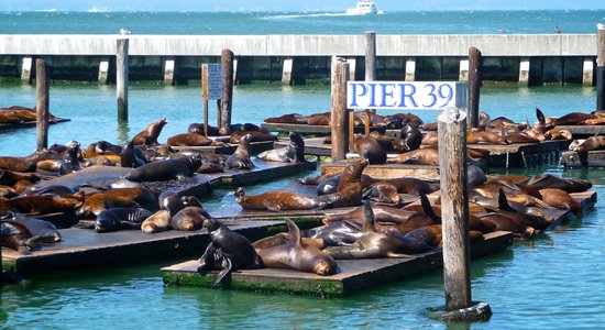 Foto: Sanfrancisko vizītkarte - simtiem laisku roņu ostas dokos